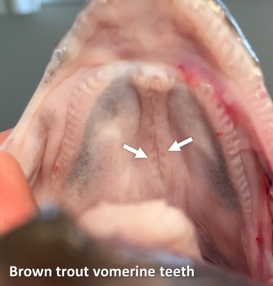 Brown Trout vomerine teeth final (002)